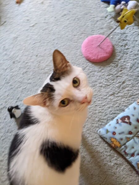 Entry image for Ford. Clicking this image will show a larger photo