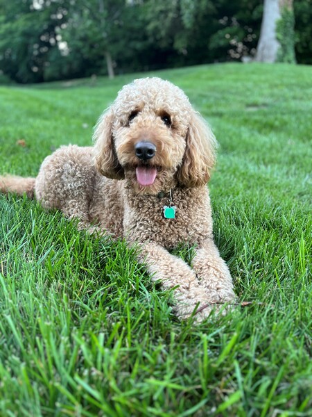 Entry image for Ozzy. Clicking this image will show a larger photo