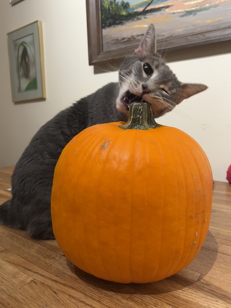 Entry image for Lily. Clicking this image will show a larger photo