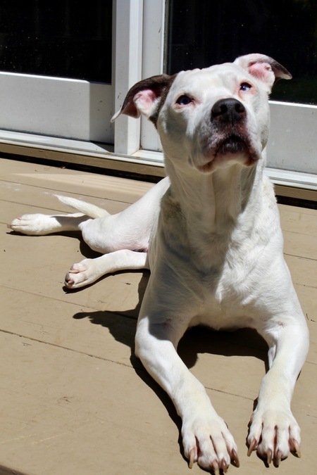 Entry image for Zara. Clicking this image will show a larger photo