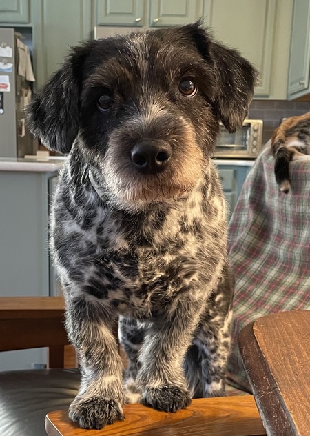 Entry image for Maggie . Clicking this image will show a larger photo