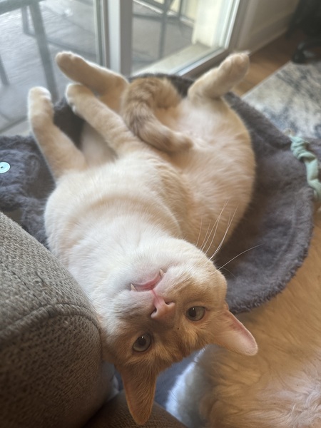 Entry image for Plusha. Clicking this image will show a larger photo