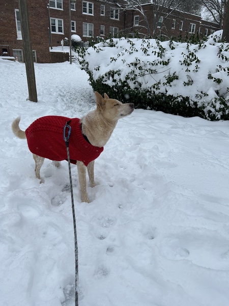 Entry image for Callie. Clicking this image will show a larger photo