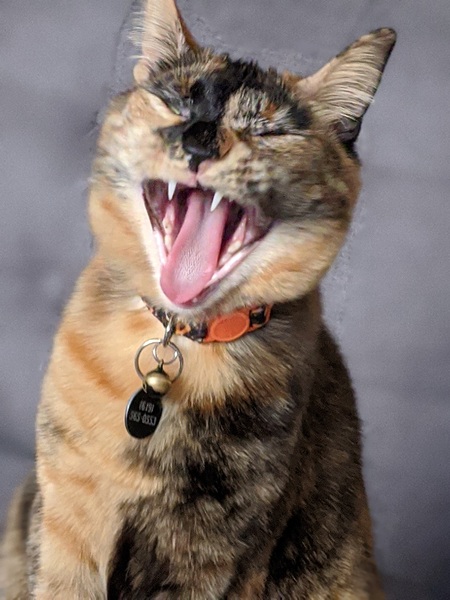 Entry image for Addie. Clicking this image will show a larger photo