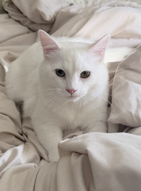 Entry image for Bear . Clicking this image will show a larger photo