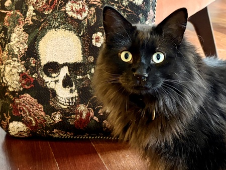 Entry image for Bailey Dropkin. Clicking this image will show a larger photo