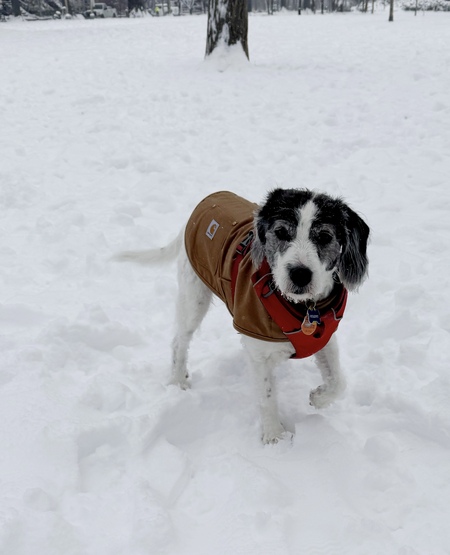 Entry image for Scrappy. Clicking this image will show a larger photo