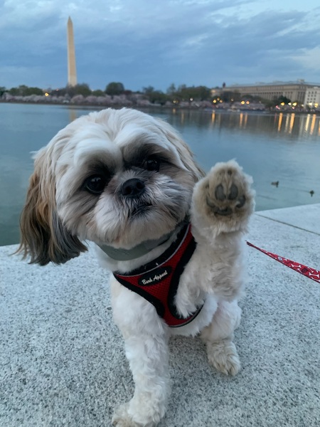 Entry image for Yeti. Clicking this image will show a larger photo