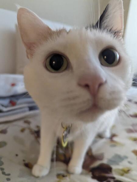 Entry image for Bacall. Clicking this image will show a larger photo