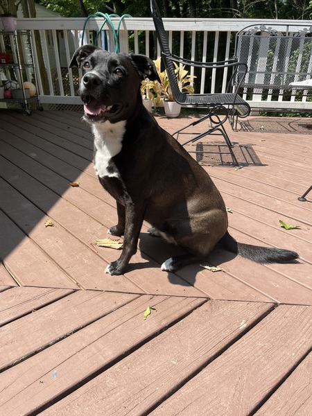 Entry image for Honey . Clicking this image will show a larger photo