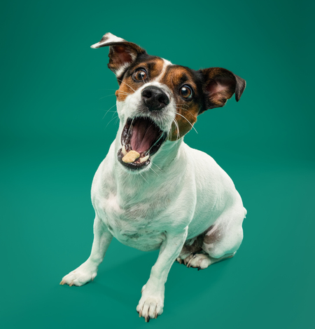 Entry image for Loki. Clicking this image will show a larger photo