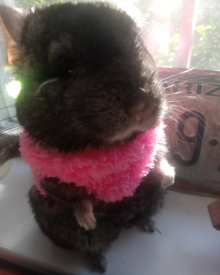 Entry image for Nellie . Clicking this image will show a larger photo