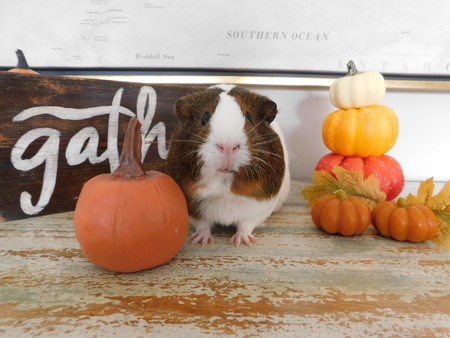 Entry image for Wilshire . Clicking this image will show a larger photo