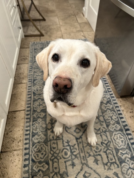 Entry image for Finny. Clicking this image will show a larger photo