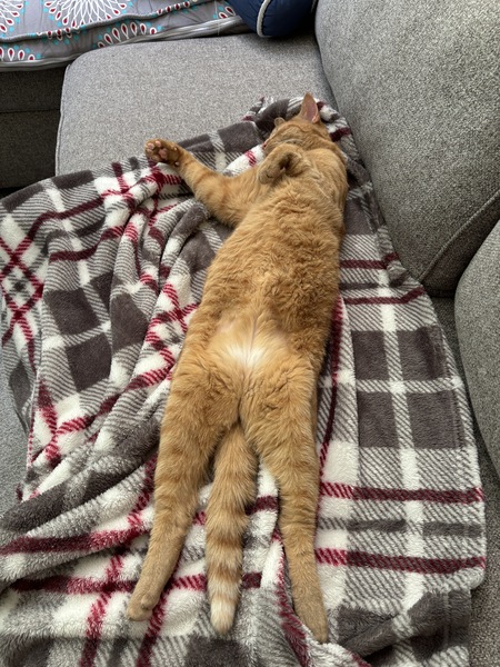 Entry image for Biscuit. Clicking this image will show a larger photo