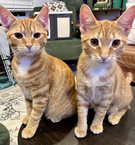 Entry image for Blaze & Roxy. Clicking this image will show a larger photo