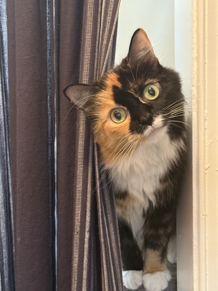 Entry image for Amira. Clicking this image will show a larger photo