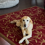 Entry image for Gracie