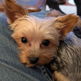 Entry image for Bella