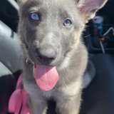 Entry image for Oaklyn 