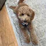 Entry image for Nelle Lacey