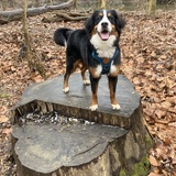 Entry image for Gemma 