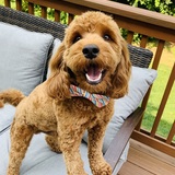 Entry image for Baxter