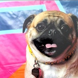 Entry image for Spyro