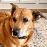 Entry image for Buddy