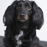 Entry image for Stella