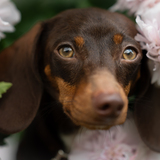 Entry image for Sterling