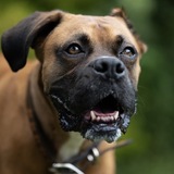 Entry image for Steel