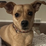 Entry image for Roo-B