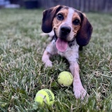 Entry image for Remi