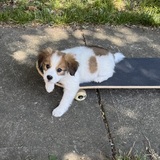 Entry image for Martha