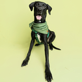 Entry image for Rorschach