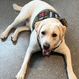 Entry image for Brodie