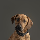 Entry image for Bruce