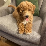 Entry image for Manny