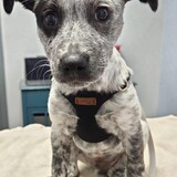 Entry image for Cowboy