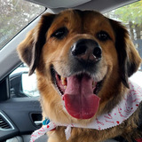 Entry image for Bennie