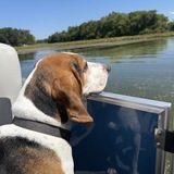 Entry image for Patrick the Coonhound