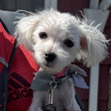 Entry image for Lilly Belle