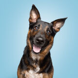 Entry image for Donner