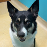 Entry image for Petey