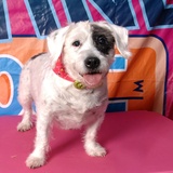 Entry image for Benji