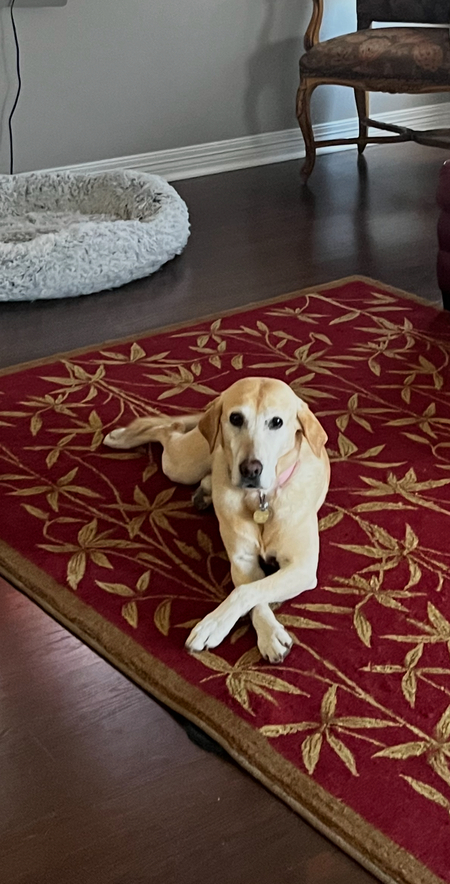 Entry image for Gracie. Clicking this image will show a larger photo