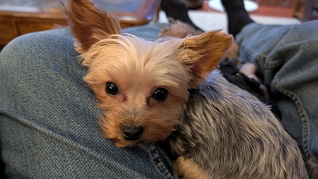 Entry image for Bella. Clicking this image will show a larger photo