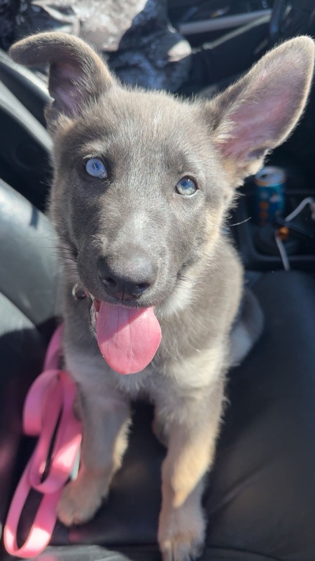 Entry image for Oaklyn . Clicking this image will show a larger photo