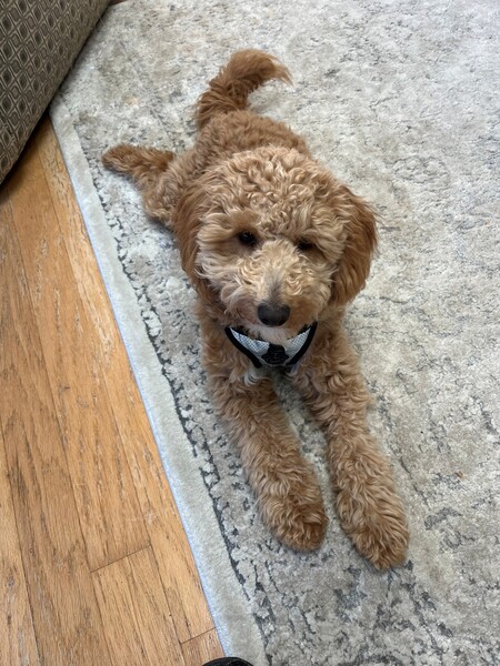 Entry image for Nelle Lacey. Clicking this image will show a larger photo